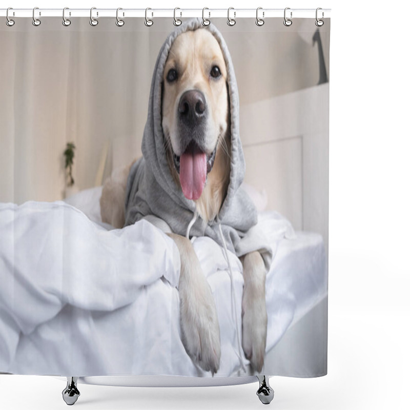 Personality  Dog In A Gray Sweatshirt With A Hood. Golden Retriever In Clothes Lying On The Bed. Shower Curtains