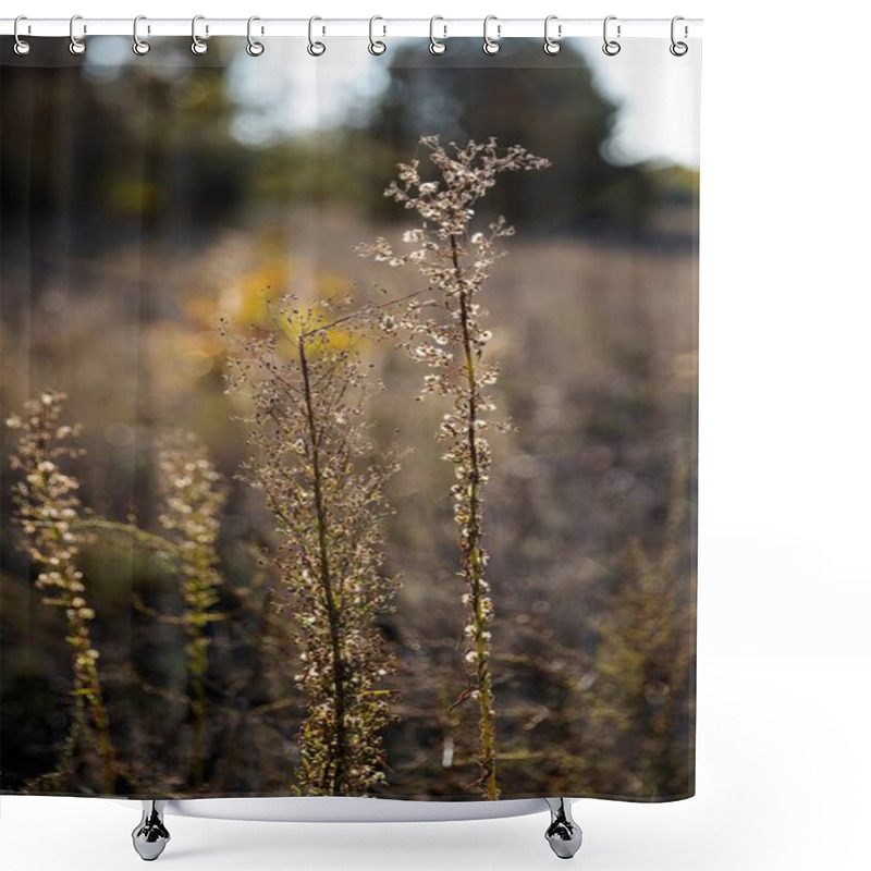 Personality  Wild Grass With Small Flowers Against A Blurred Autumn Landscape In Golden Tones Shower Curtains