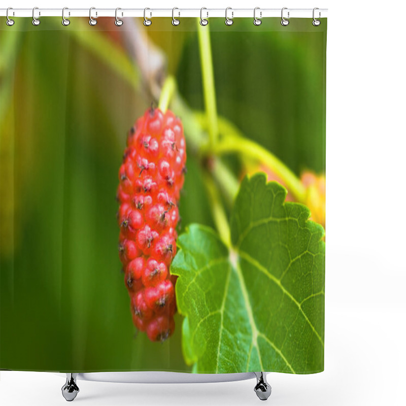 Personality  Mulberry Fruit In The Near Term Shower Curtains