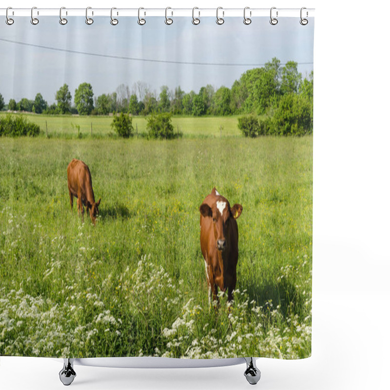 Personality  Countryside Tranquil Scene With Two Young Cows Shower Curtains