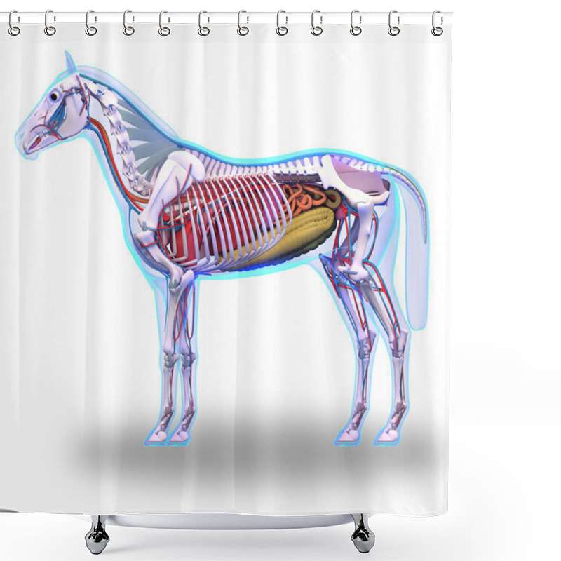 Personality  Horse Ligaments And Joints Tendons Shower Curtains