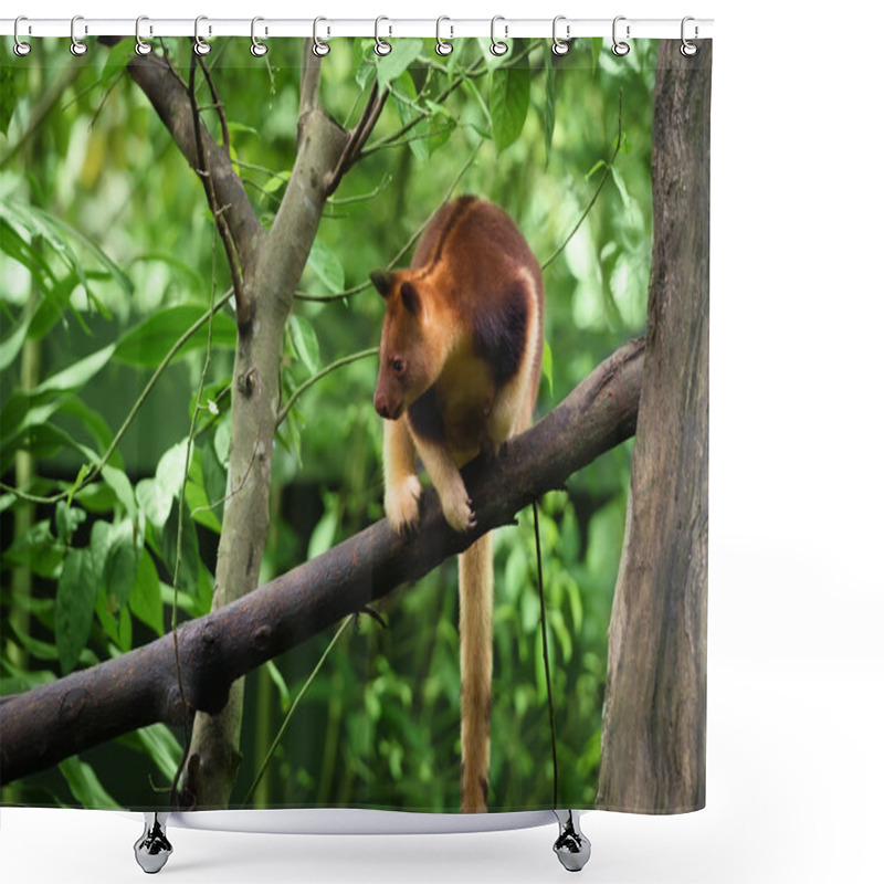 Personality  Goodfellow's Tree Kangaroo Shower Curtains