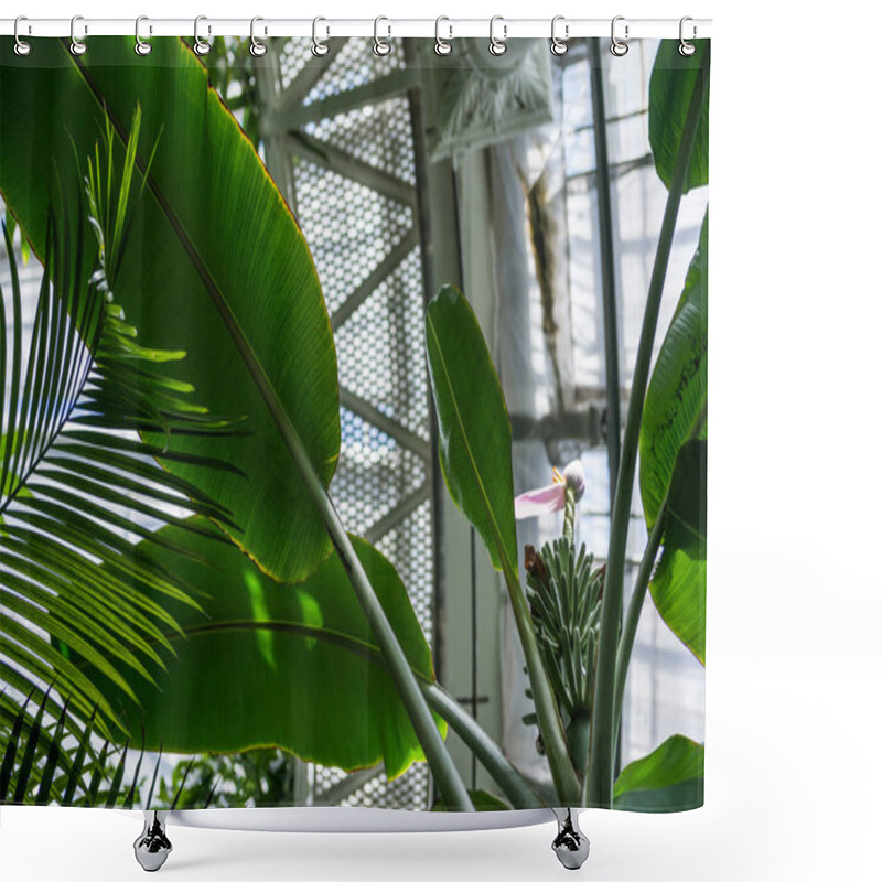 Personality  Low Angle View Of Palm Green Leaves Agianst Ceiling In Botanical Garden  Shower Curtains