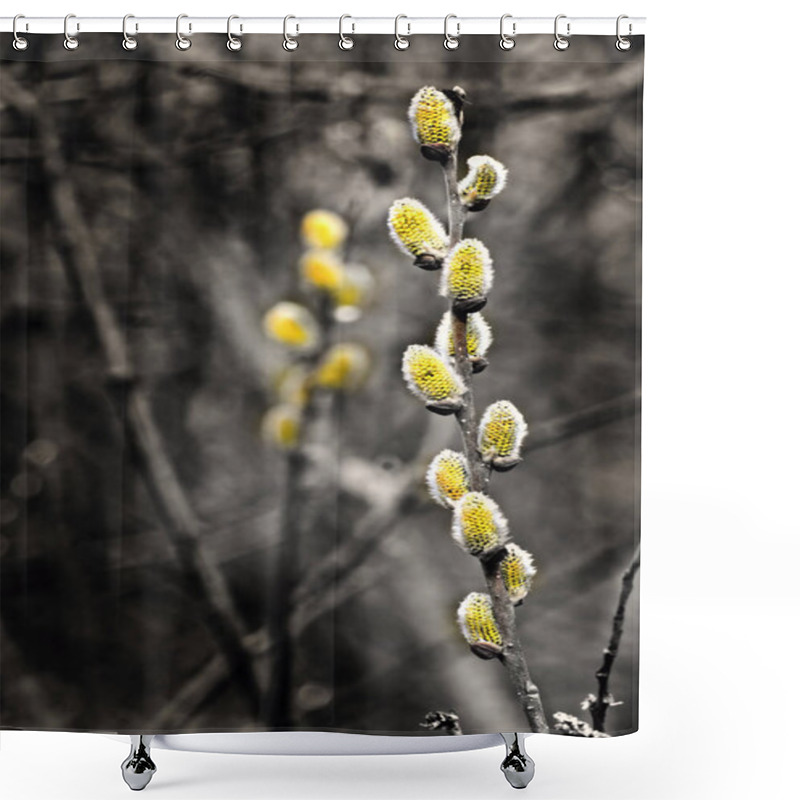 Personality  Pussy Willow. Modern Life Still.  Goat Willow Or Great Sallow. Shower Curtains