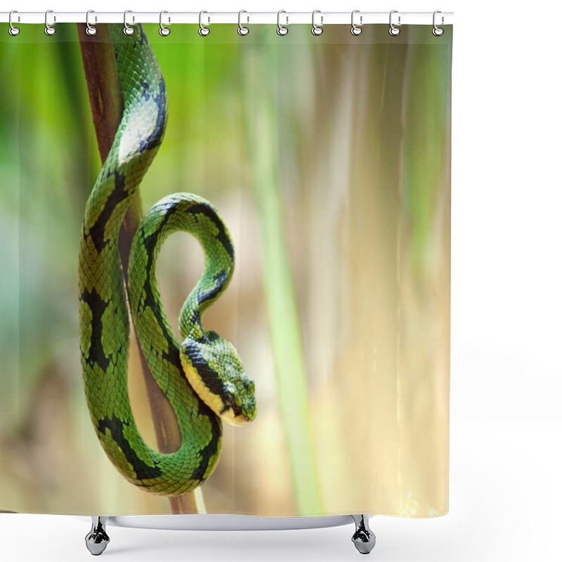 Personality  Snake Shower Curtains