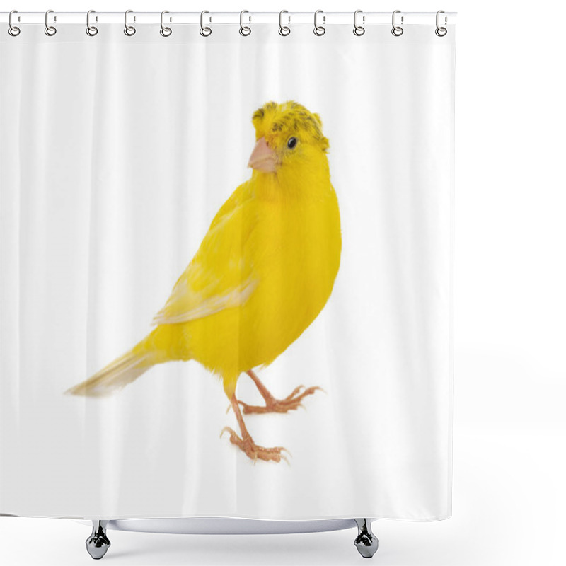 Personality  Crested Canary Isolated On White Background Shower Curtains