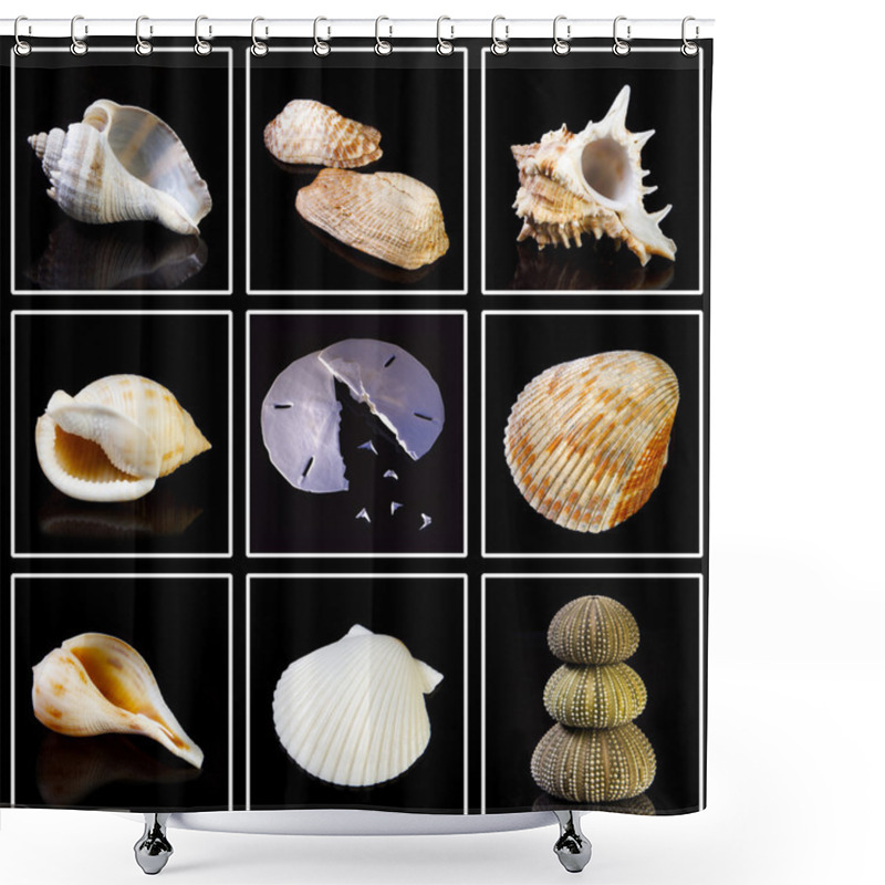 Personality  Collection Of Sea Shells Shower Curtains