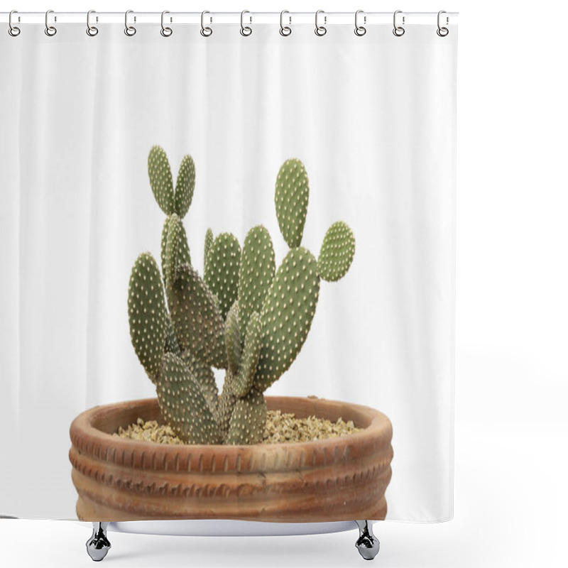 Personality  Close-Up Of Opuntia Microdasys Cactus In Rustic Clay Pot On White Background Shower Curtains