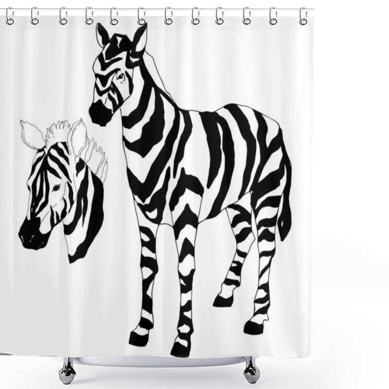 Personality  Vector Exotic Zebra Wild Animal Isolated. Black And White Engraved Ink Art. Isolated Animal Illustration Element. Shower Curtains