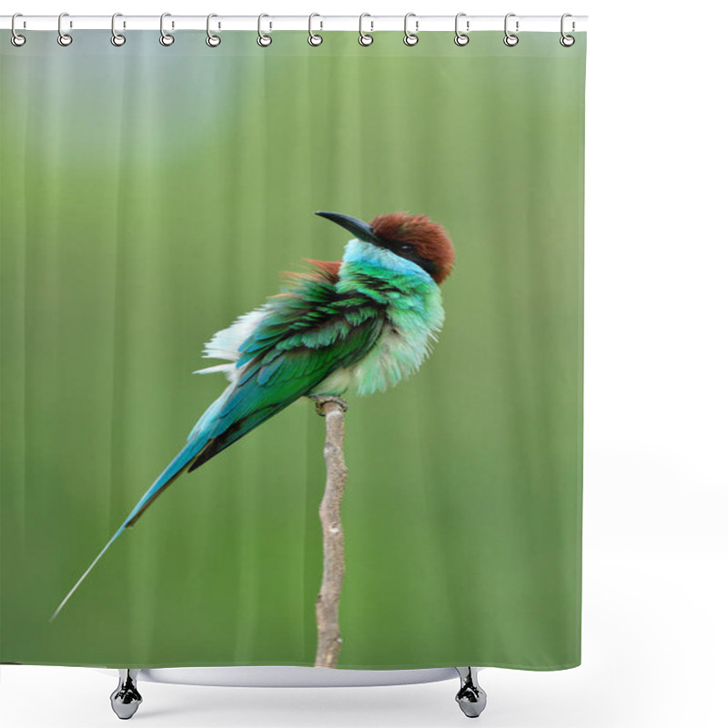 Personality  Fascinated Green Bird With Brown Head And Long Bills In Goose Bump Action While Lonely Perching On Thin Twig, Blue-throated Bee-eater Shower Curtains