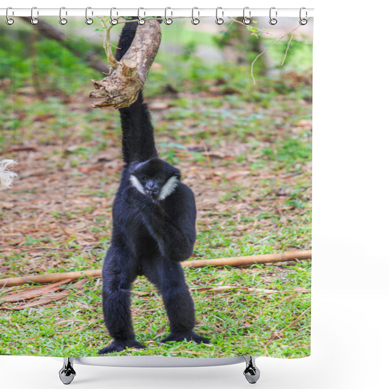 Personality  White Cheeked Gibbon Shower Curtains