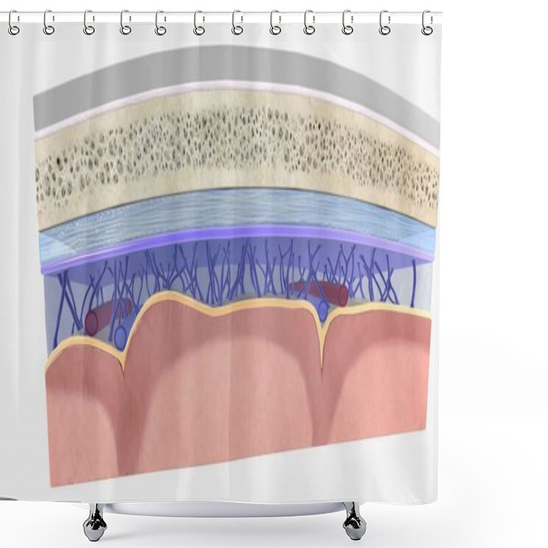 Personality  The Meninges Contain Cerebrospinal Fluid And Help Support And Protect The Central Nervous System. 3D Rendering Shower Curtains