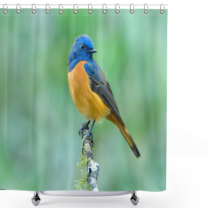 Personality  Velvet Blue And Orange Bird Lovely Sitting On Thin Branch With Facing To Its Back In Funny Action, Fascinated Wild Animal Shower Curtains