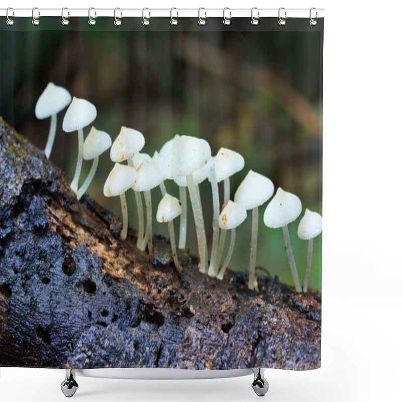 Personality  White Mushrooms Shower Curtains