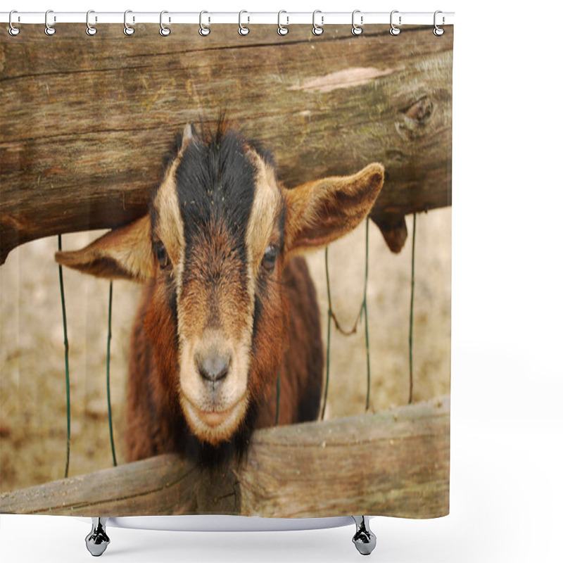 Personality  The Cameroon Goat Or African Pygmy Goat Is A Breed Of Miniature Domestic Goat. Shower Curtains