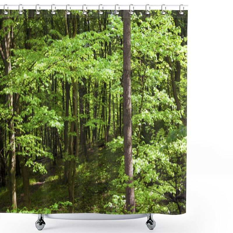 Personality  Hornbeam Trees In Spring. Goloseevskij Forest In Kiev, Ukraine Shower Curtains