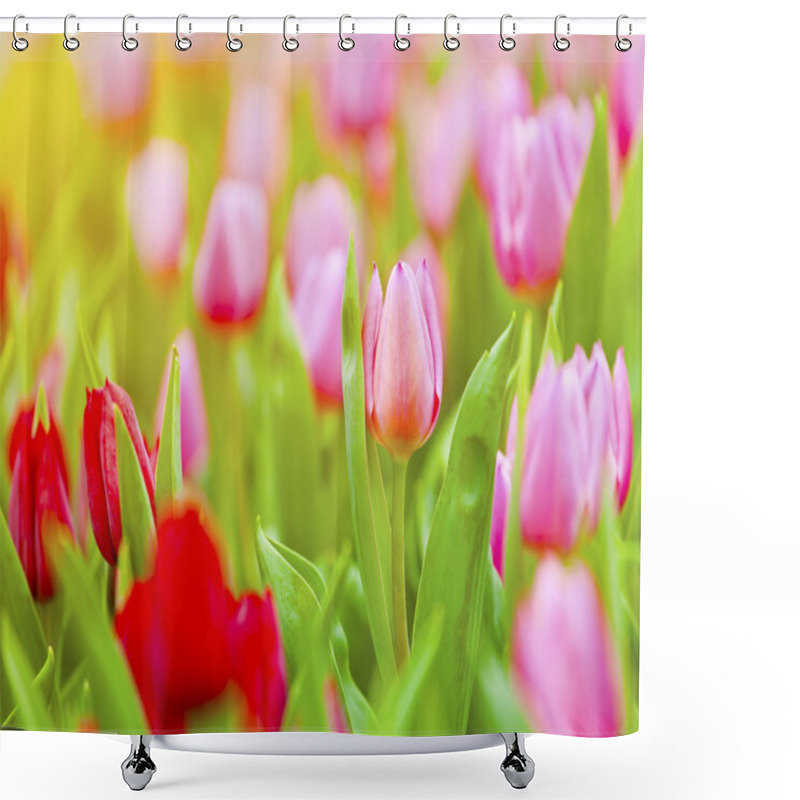 Personality  Pink And Red Tulips Blossom In Spring Season Shower Curtains