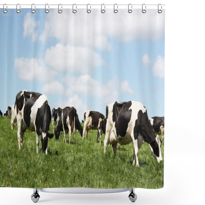 Personality  Grazing Dairy Cattle Shower Curtains