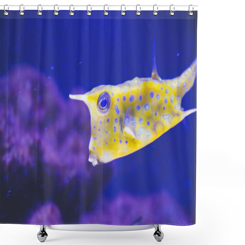 Personality  Close Up Picture Of Yellow Box Fish With Blue Dots On Dark Blue Background In Aquarium As Natural Underwater Background With Wild Life Concept In Tropical Counties In Reef Area As Wallpaper  Shower Curtains