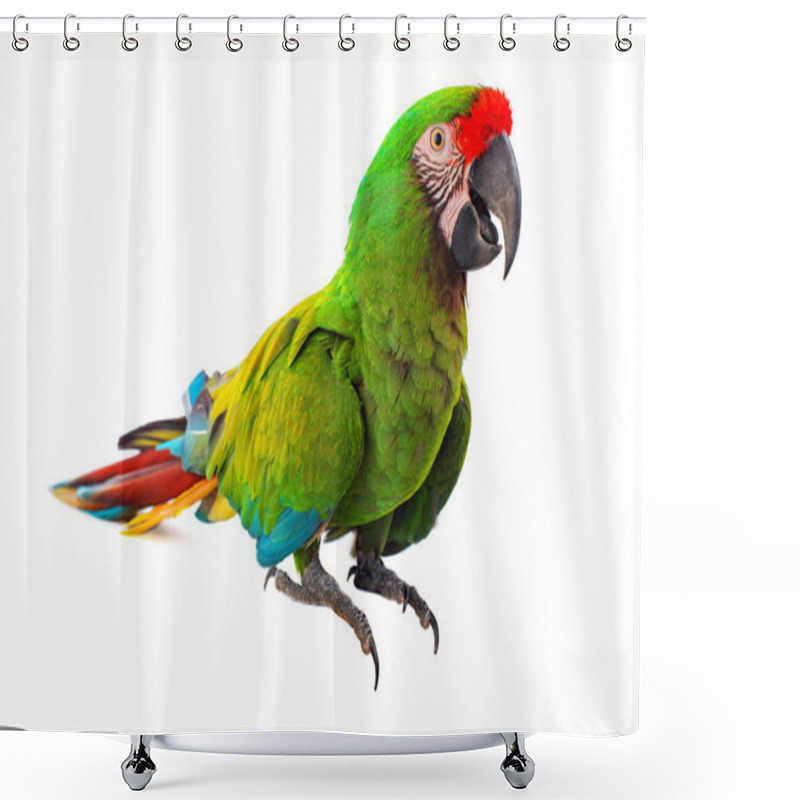 Personality  Macaw Parrot Bird Isolated On White Background Shower Curtains