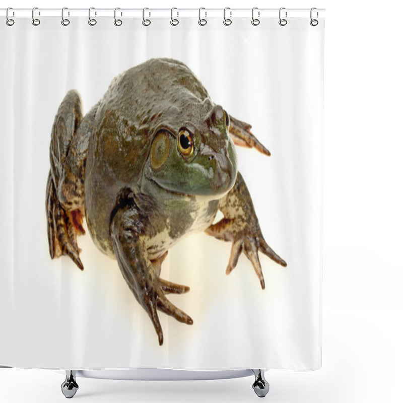 Personality  Bullfrog, Rana Catesbeiana Shower Curtains