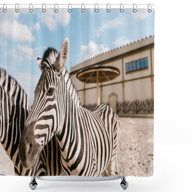 Personality  Close Up View Of Two Zebras Grazing In Corral At Zoo Shower Curtains