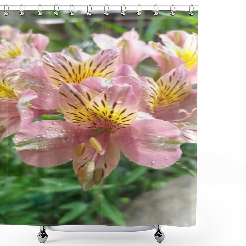 Personality  Close-up Of Vibrant Pink Peruvian Lilies With Droplets On Petals. Shower Curtains