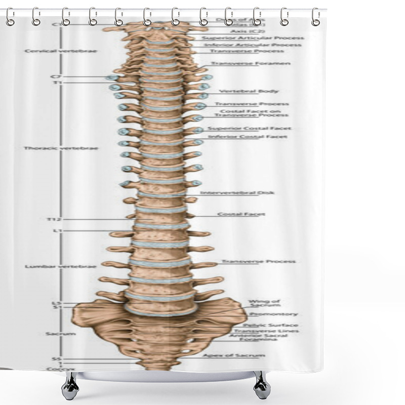 Personality  Didactic Board, Anatomy Of Human Bony System, Human Skeletal System, The Skeleton, Spine, The Bony Spinal Column,  Vertebral Column, Vertebral Bones, Trunk Wall, Anatomical Body, Anterior View Shower Curtains