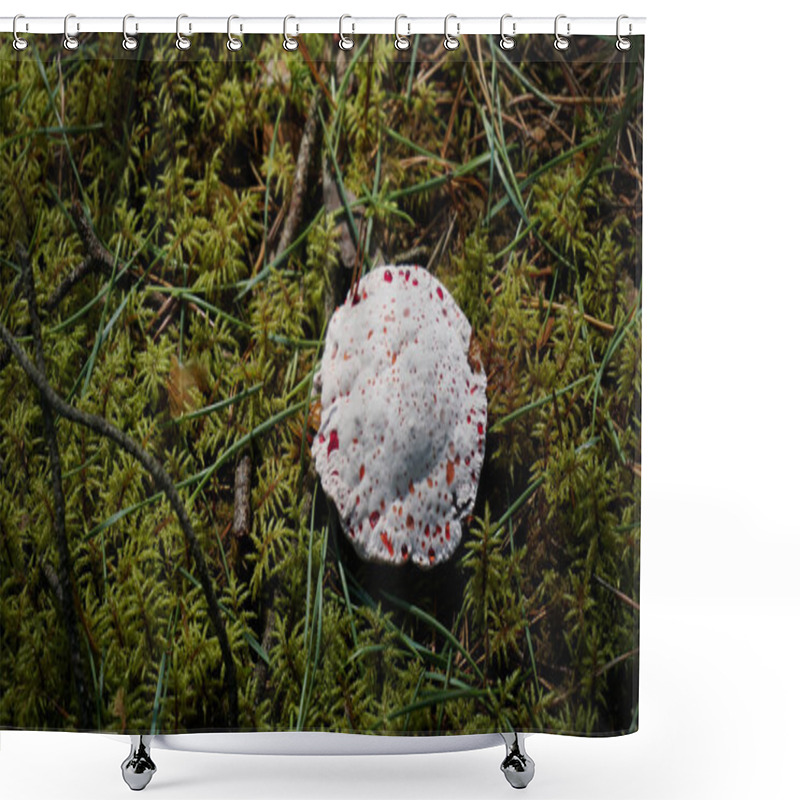 Personality  Bleeding Tooth Or Fungus, Round Hydnellum Peckii Growing Among Moss.  Shower Curtains