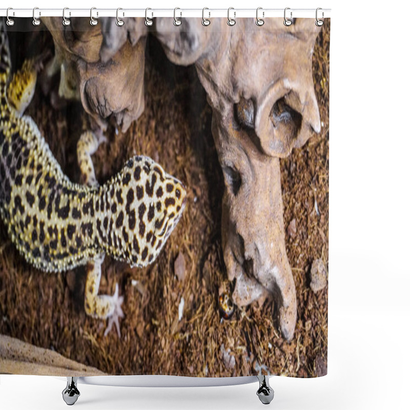 Personality  Close-up Of A Leopard Gecko, A Popular Exotic Pet With Vibrant, Spotted Skin, Scales, And Unique Colors. This Nocturnal Reptile Thrives In Desert Habitats, Showcasing Natural Camouflage And Predator Instincts. Shower Curtains