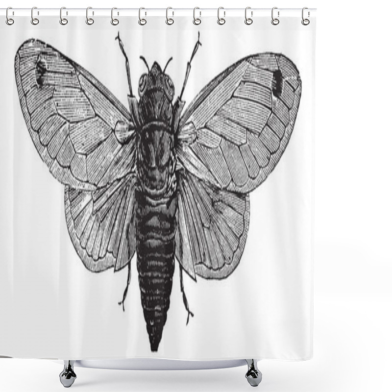 Personality  Seventeen-Year Cicada Or Magicicada Cassini Or Magicicada Septen Shower Curtains