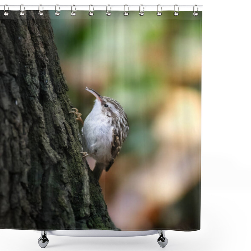 Personality  Short-toed Treecreeper - Certhia Brachydactyla The Slider Climbs A Tree In Search Of Food, The Best Photo. Shower Curtains