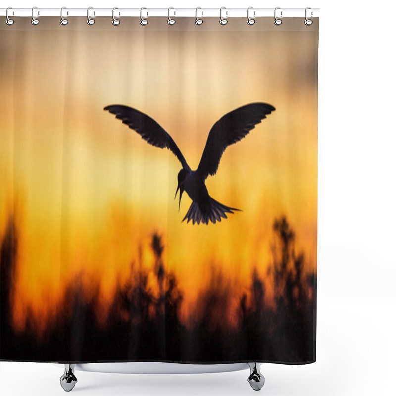 Personality  Silhouette Of Flying Common Tern. Flying Common Tern On The Red Sunset Sky Background. Scientific Name: Sterna Hirundo. Natural Habitat. Russia. Ladoga Lake. Shower Curtains