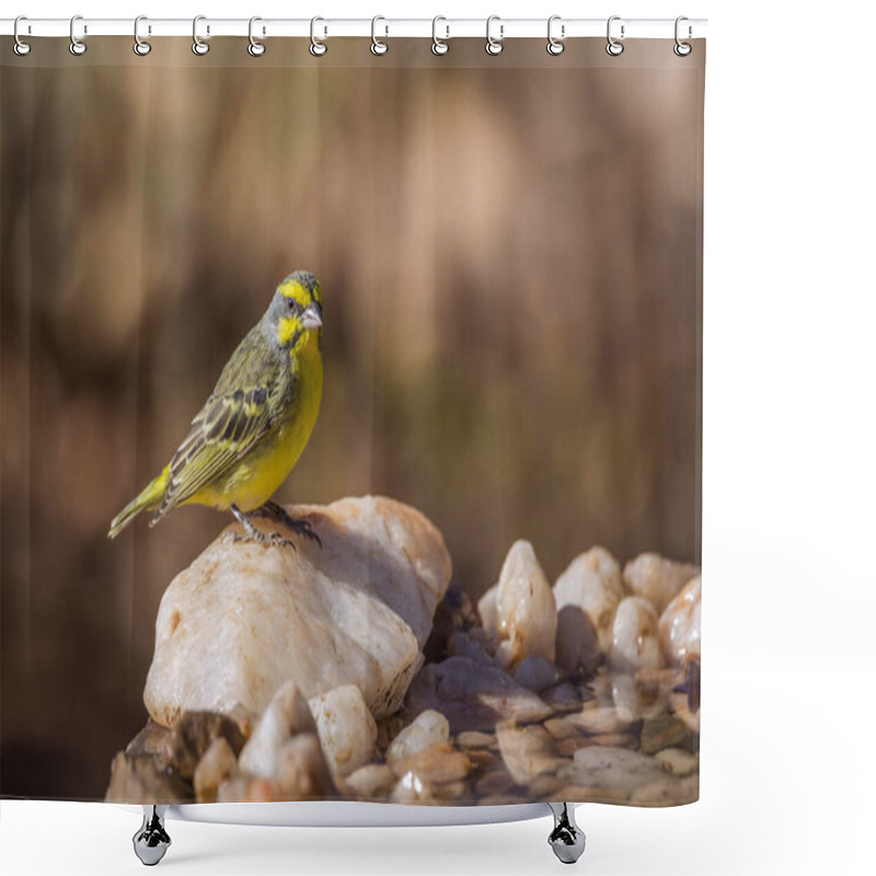 Personality  Yellow Fronted Canary Standing At Waterhole In Kruger National Park, South Africa ; Specie Crithagra Mozambica Family Of Fringillidae Shower Curtains