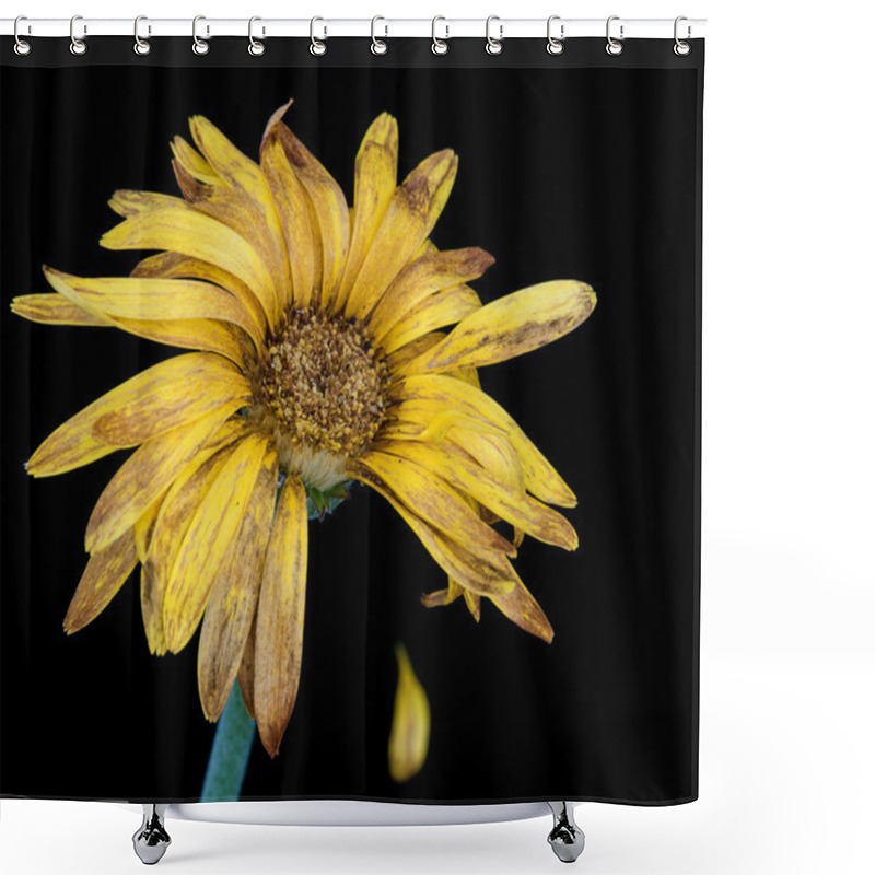 Personality  Life Melancholy With A Wilted Flower Shower Curtains