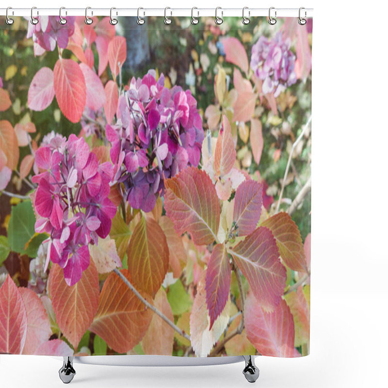 Personality  Japanese Panicled Hydrangea Pink Flowers In Autumn Park. Fall Red And Yellow Leaves In Background. Close-up, Selective Focus Shower Curtains