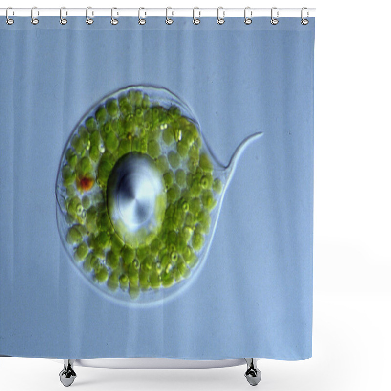 Personality  Eye Flagellate With Green Chloroplasts Shower Curtains