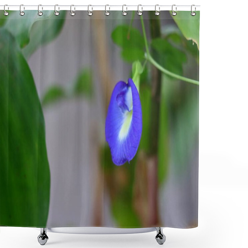 Personality  A Vibrant Blue Butterfly Pea Flower On Its Vine, With Fresh Green Leaves In The Background, Selective Focus Background Blur,Clitoria Ternatea, Commonly Known As Asian Pigeonwings, Bluebellvine, Blue Pea, Butterfly Pea, Cordofan Pea Or Darwin Pea, Shower Curtains