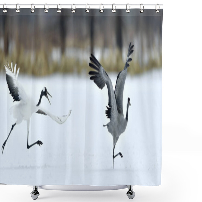 Personality  The Gray Crane Runs Away From The Japanese Crane. Snow White Background. Winter Season Shower Curtains