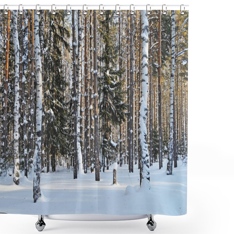 Personality  Birches And Firs Under Snow In Winter Forest Shower Curtains