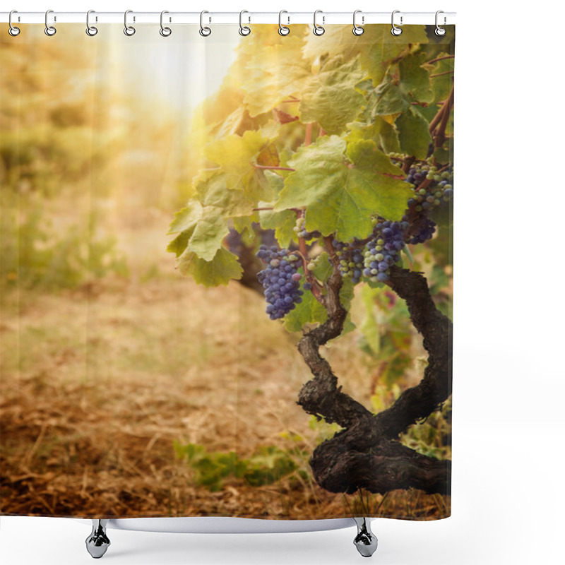 Personality  Vineyard In Autumn Harvest Shower Curtains