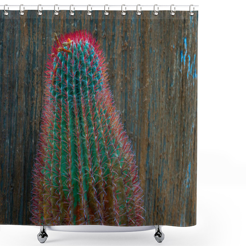 Personality  Coral Red Needles Of A Cactus. Desert Barrel Cactus Close-up. New White Needles On A Cactus. Trend Color. Shower Curtains