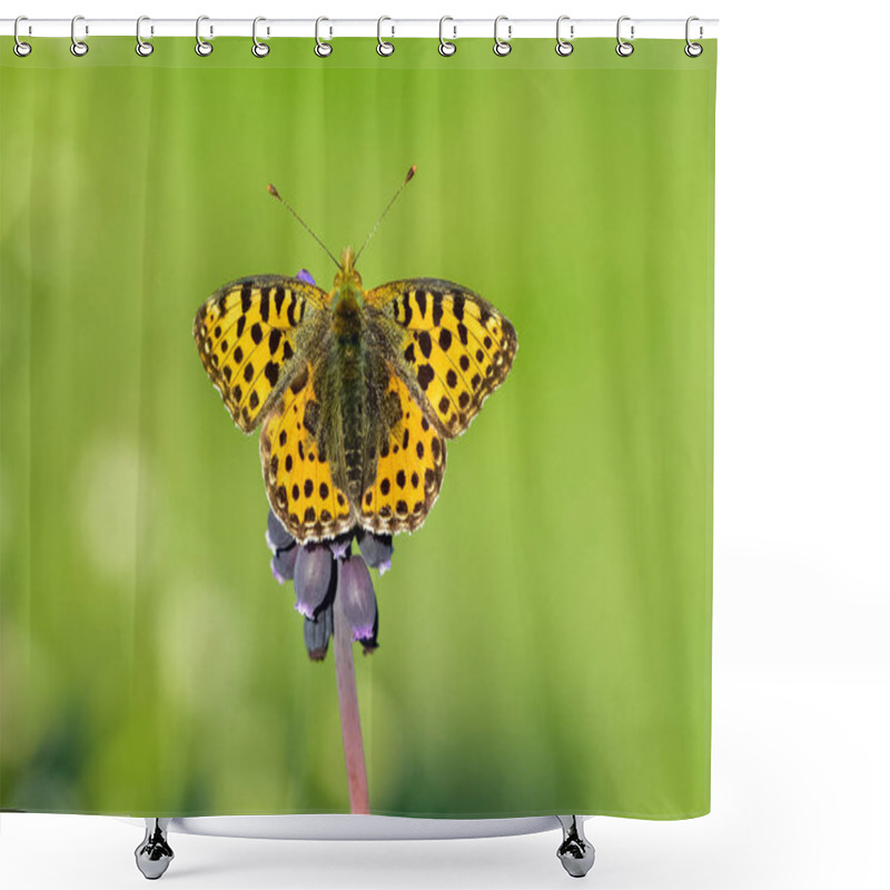 Personality  Photos Of Butterflies Feeding On Flowers Shower Curtains