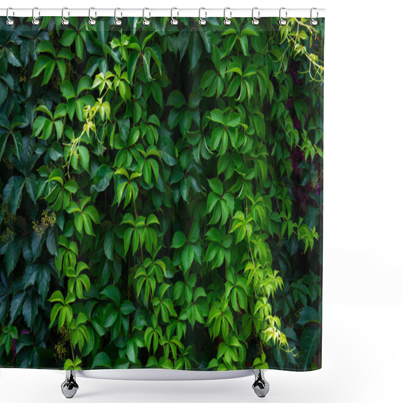 Personality  Wild Grape Green Wall Shower Curtains