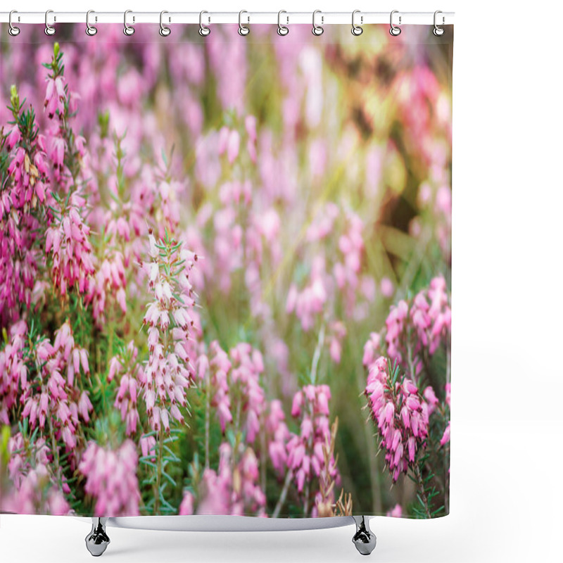 Personality  Beautiful Field Of Vibrant Pink Heather (Calluna Vulgaris) Blossoming Outdoors In Spring Sun. Botanical Photo. Heather Flowers. Small Violet Flowers. Spring Blossom Background. Retro Style. Shower Curtains