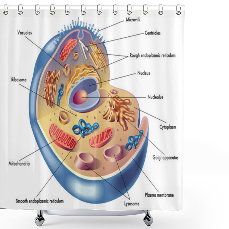 Personality  Human Cell Structure Shower Curtains