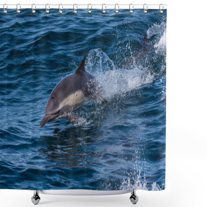 Personality  California Dolphin Making Huge Splashes Of Water While Swimming Along The Surface Of The Pacific Ocean In Winter.. Shower Curtains