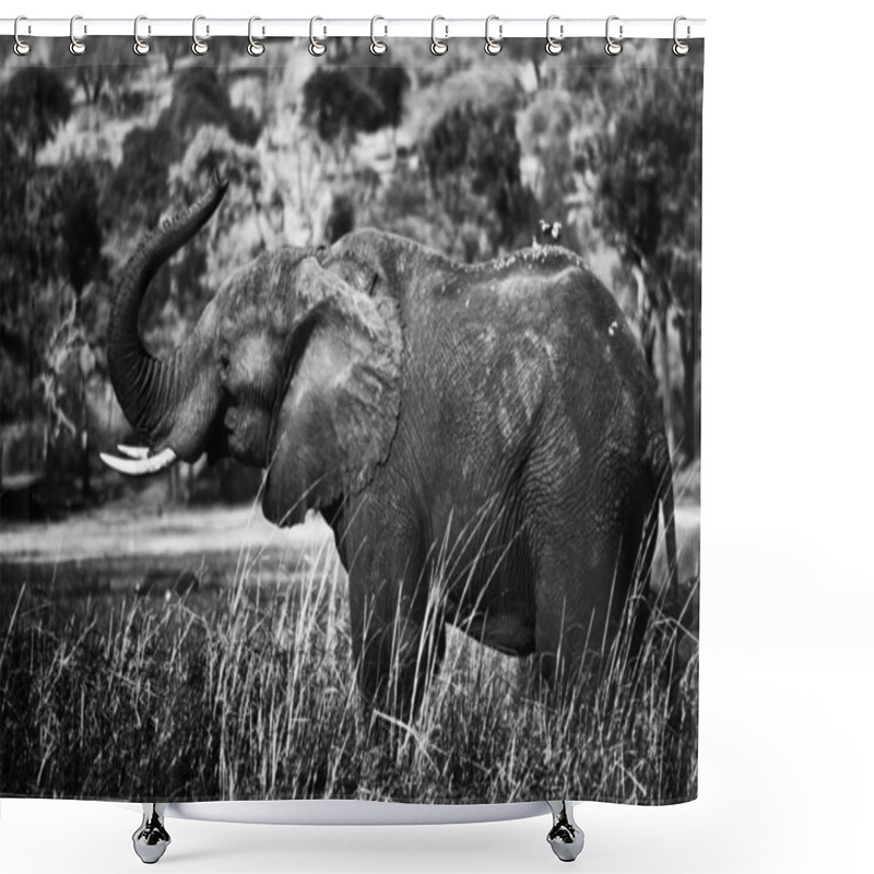 Personality  Young Elephant In Chobe National Park Shower Curtains