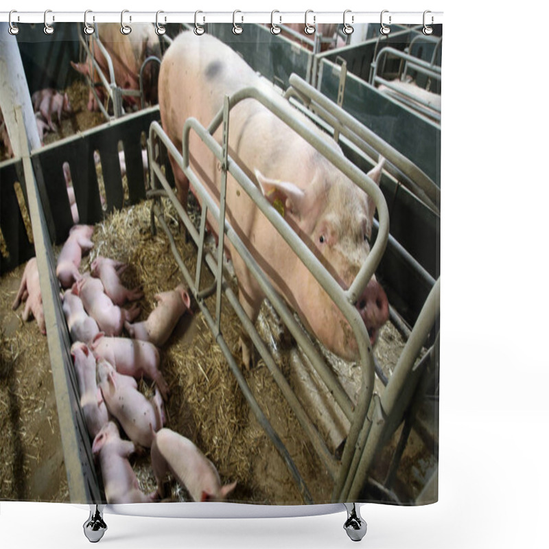 Personality  Portrait Closeup Of A Big Pig Sow Shower Curtains