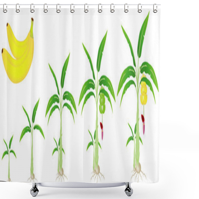 Personality  A Growth Cycle Of A Banana Plant Isolated On A White Background. Shower Curtains